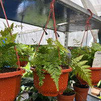 Autumn Fern Hanging Basket (Live Indoor/Outdoor Plant)