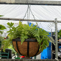 autumn hanging basket plants Live Autumn Fern Basket – Compact Shade Plant for Home & Patio