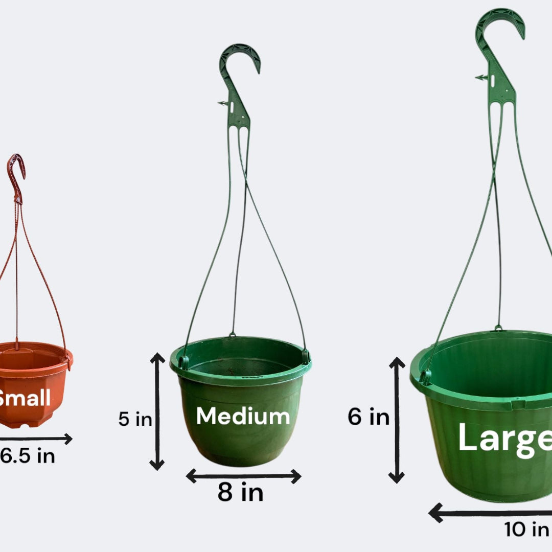 Autumn Fern Hanging Basket (Live Indoor/Outdoor Plant)