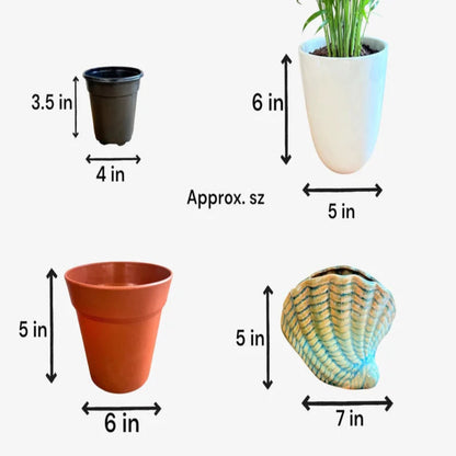 Neanthe Bella Palm in Special Planter (Indoor Plant)