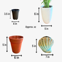 Neanthe Bella Palm in Special Planter (Indoor Plant)