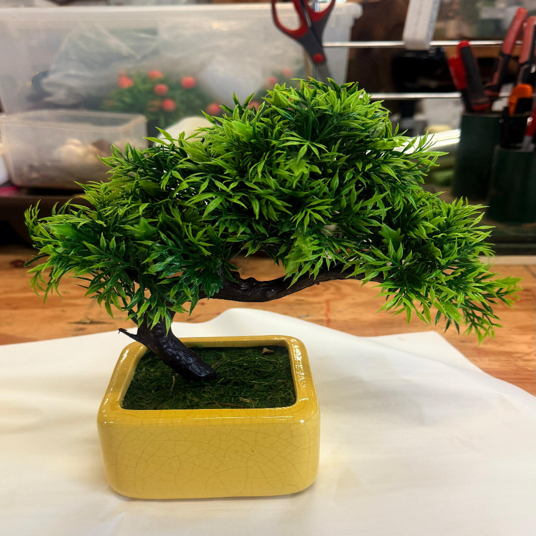 Juniper Bonsai - Very Cold Hardy, Live &amp; Exotic In Plastic Planter