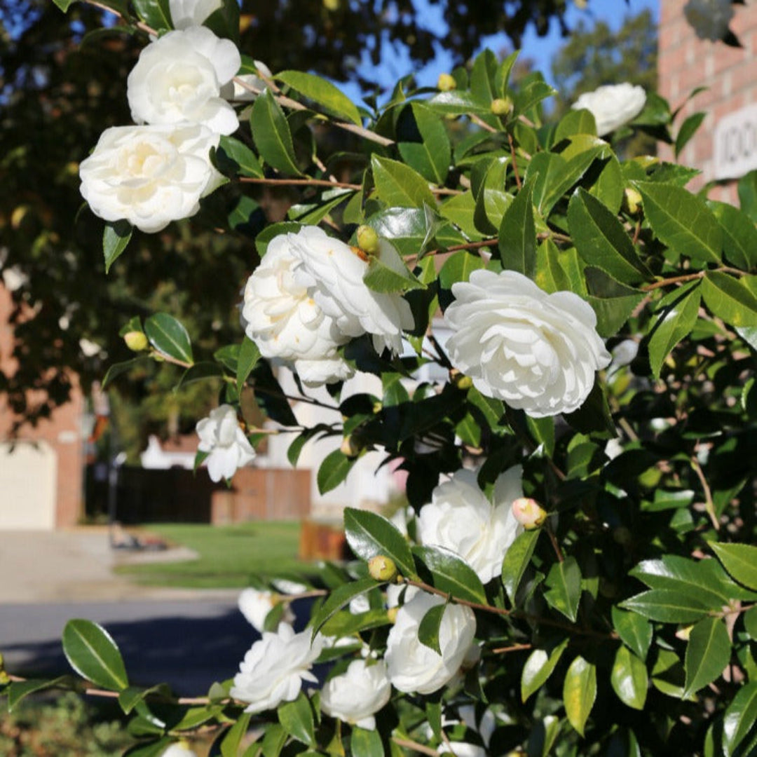 April Snow Camellia-Cold Hardy to 5*F with Lovely Snow White Blooms
