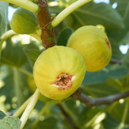 White Marsellias Fig Tree - Cold hardy