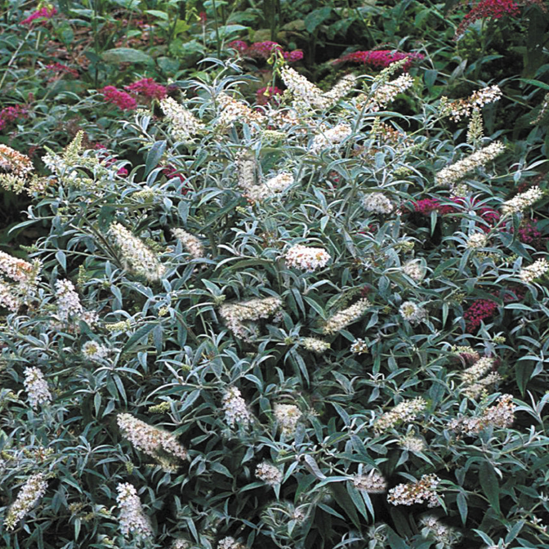 Coconut Butterfly Bush