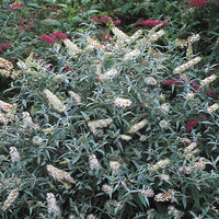 Coconut Butterfly Bush