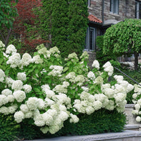 White Wedding Hydrangea tree fully bloomed in spring