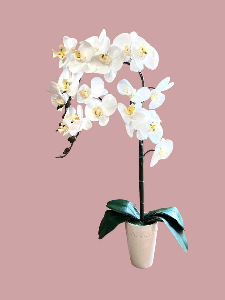 Stunning Orchids in White Conical Pot