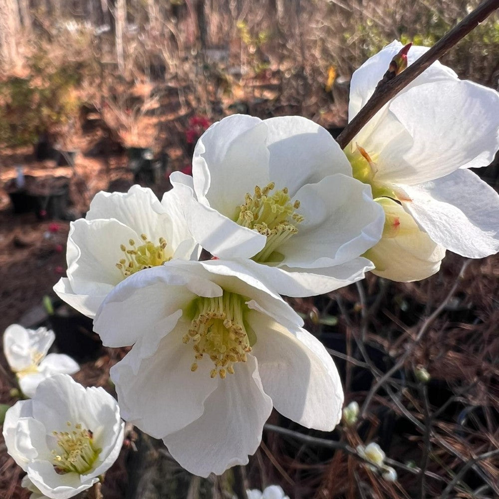 White Flowering Quince