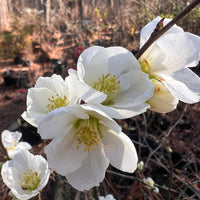 White flowering quince shrub with fresh white spring blooms in garden