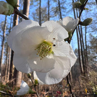 Healthy white flowering quince plant with dense green foliage