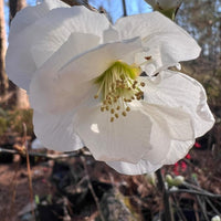 White quince bush blooming outdoors in early spring season