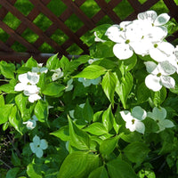White hybrid Appalachian Snow Dogwood blooming