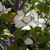 Cornus florida Appalachian Snow Dogwood flowers