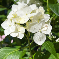 Bloom clusters of White Hydrangea in shady area