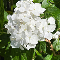 Bright garden blooms from plant White Hydrangea