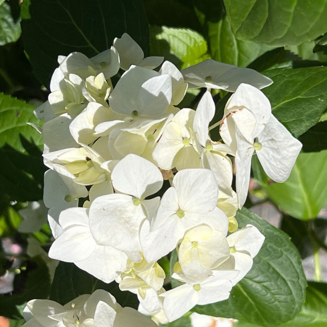 White Hydrangea