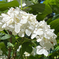 Shade garden beauty featuring White Hydrangea