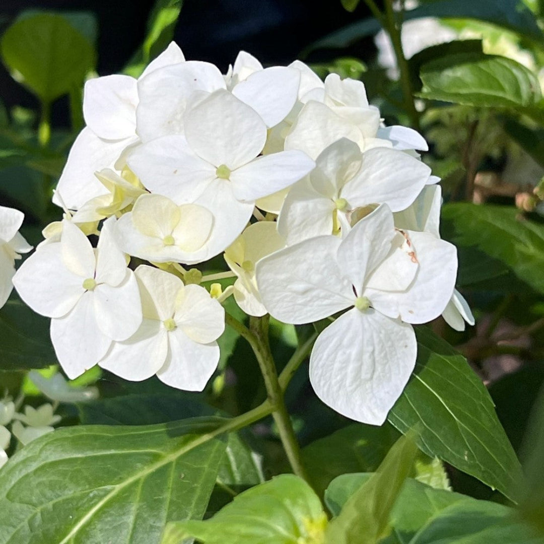White Hydrangea