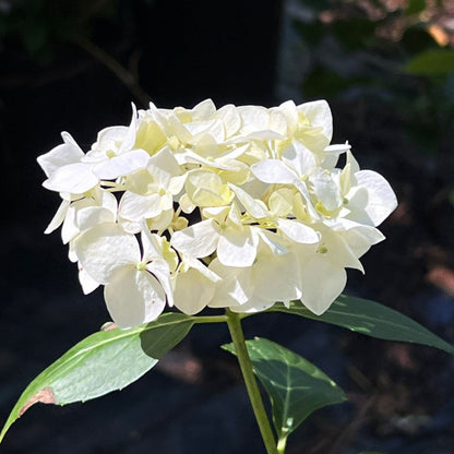White Hydrangea