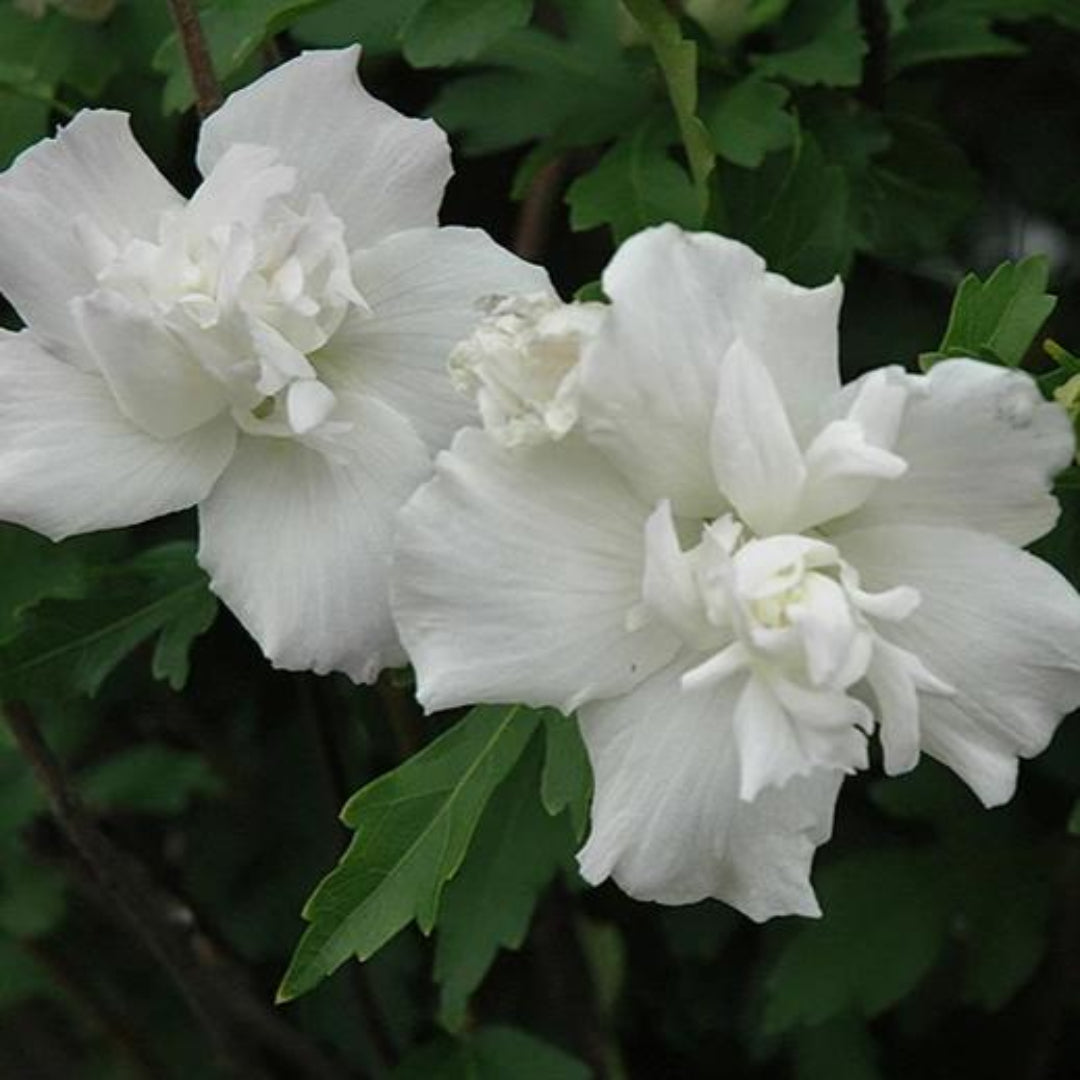 Jeanne De Arc Double White Althea