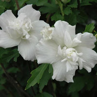 White Althea Rose of Sharon Tree Blooming in Summer