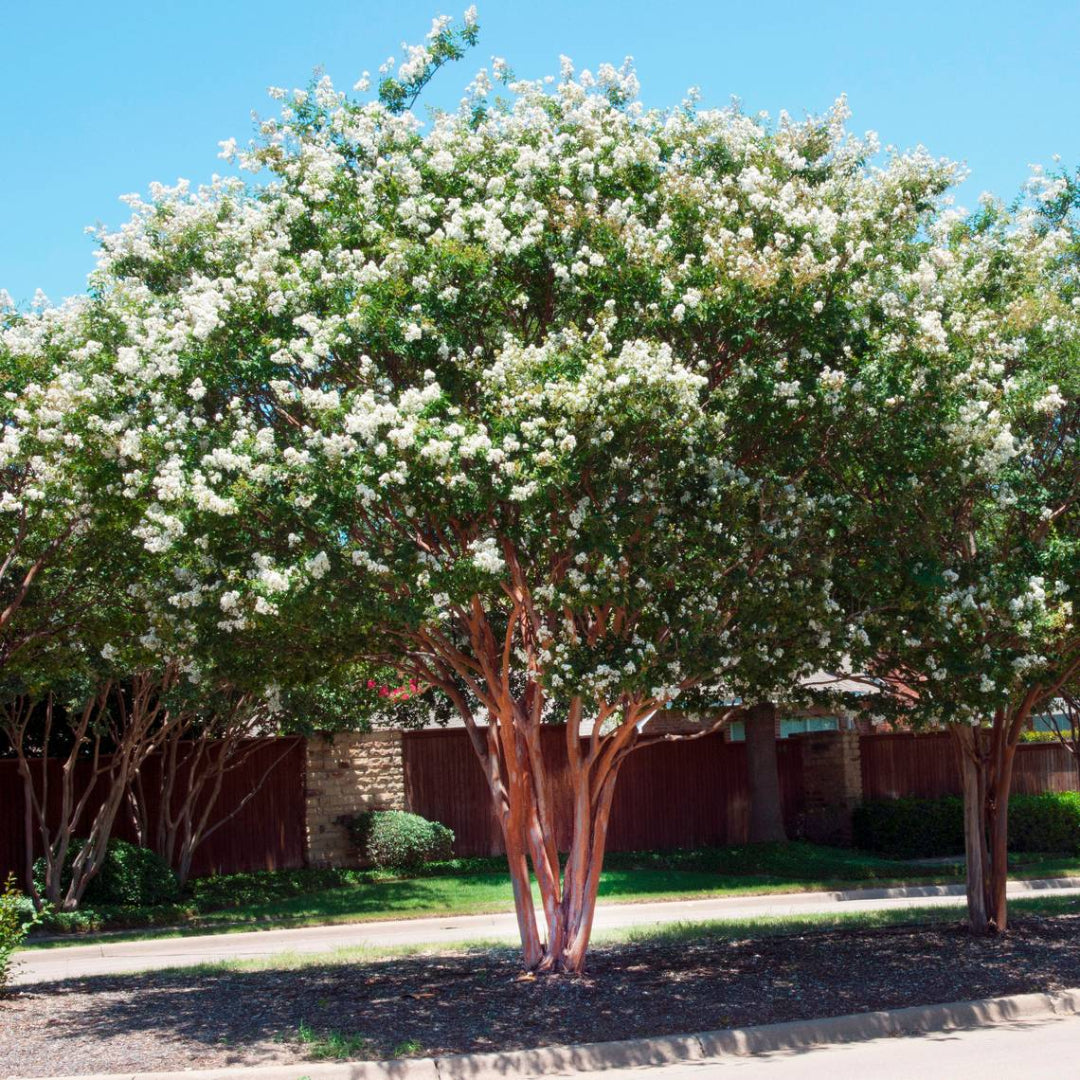 White Crape Myrtle Tree with Glossy Green Leaves