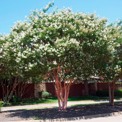 White Crape Myrtle Tree with Glossy Green Leaves