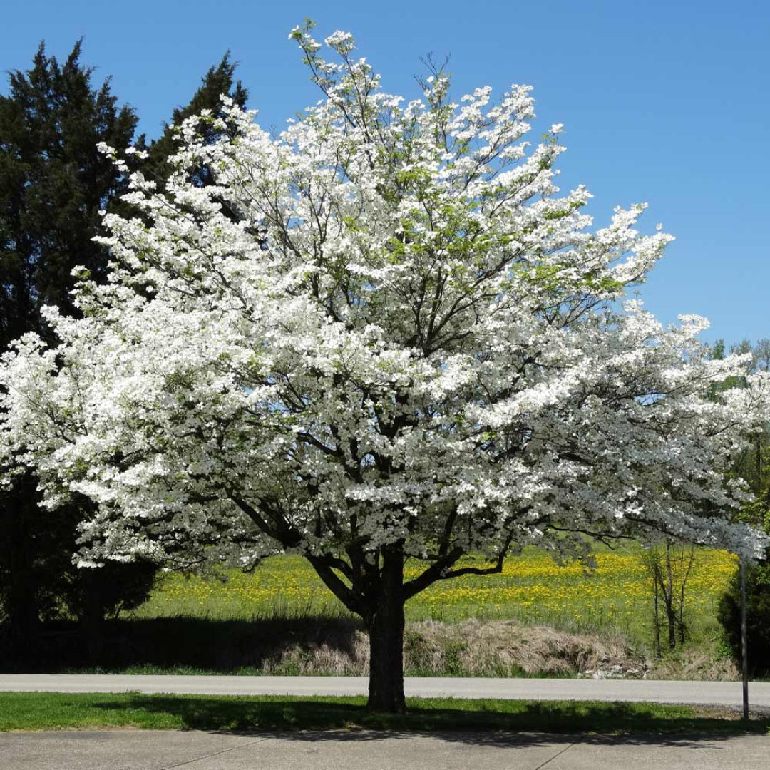 Nursery-grown White Dogwood Tree balled for shipping