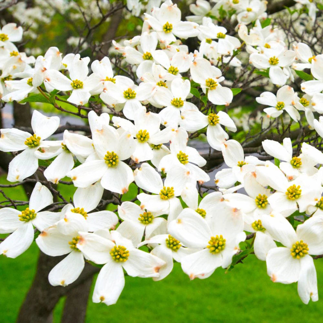 White Flowering Dogwood Seedling from Pixies Gardens