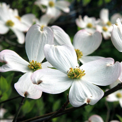 White Dogwood Seedlings Tree