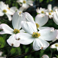 White Dogwood Tree Seedling in burlap wrap