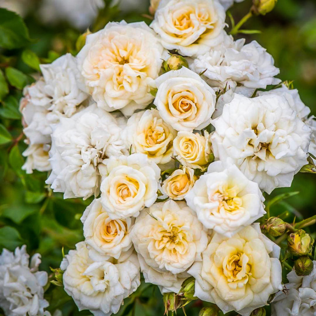 Fresh blossoms open across healthy White Drift Rose plant