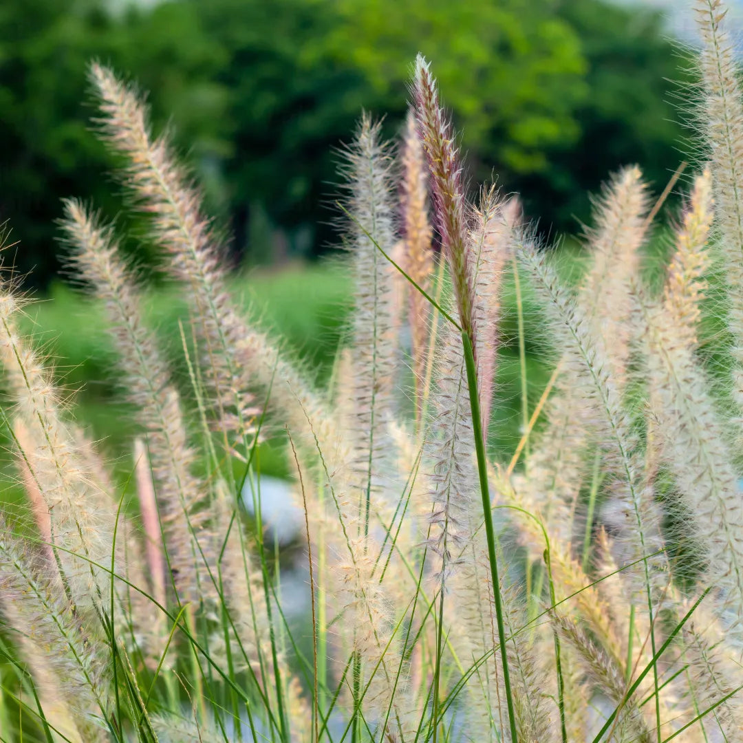Grass: Pennisetum 'Desert Plains' Fountain Grass