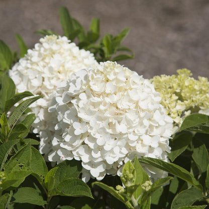 White Wedding Hydrangea
