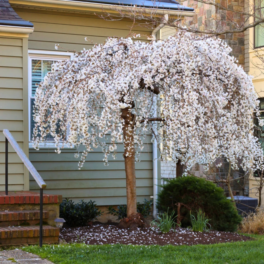 White Weeping Cherry Tree in Full Bloom with Cascading White Flowers