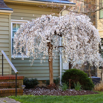 White Weeping Cherry Tree in Full Bloom with Cascading White Flowers