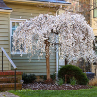 White Weeping Cherry Tree in Full Bloom with Cascading White Flowers