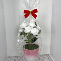 Gorgeous Roses in Ceramic Pot