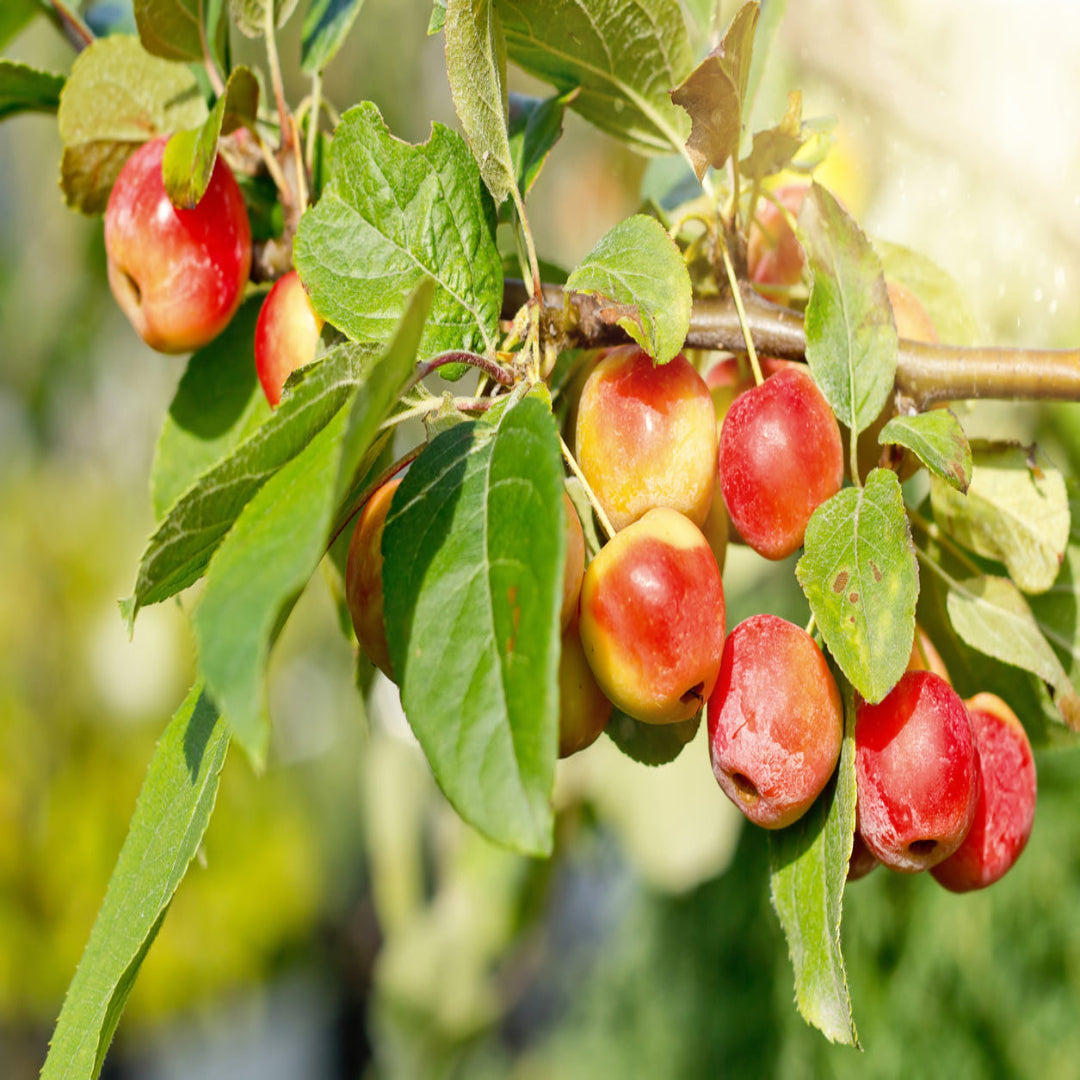 Close-up of Whitney Crabapple tree showing trunk structure and foliage