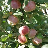 Whitney Crabapple tree with bright green leaves displayed in a garden landscape