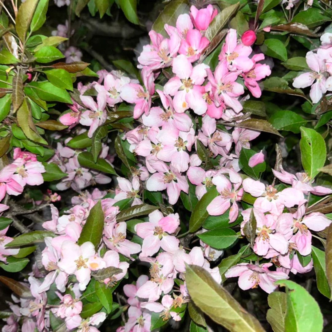 Potted Whitney Crabapple tree with fresh green leaves in nursery setting