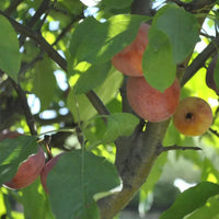 Whitney Crabapple tree planted in the ground with healthy green foliage