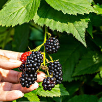 Blackberry Chickasaw