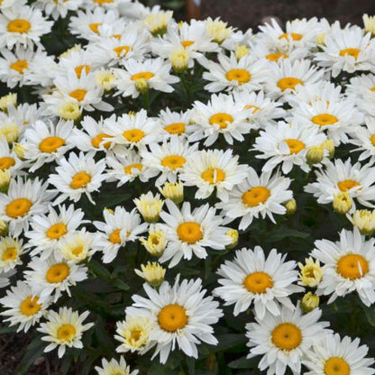 Alaska Shasta Daisy