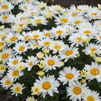 Alaska Shasta Daisy
