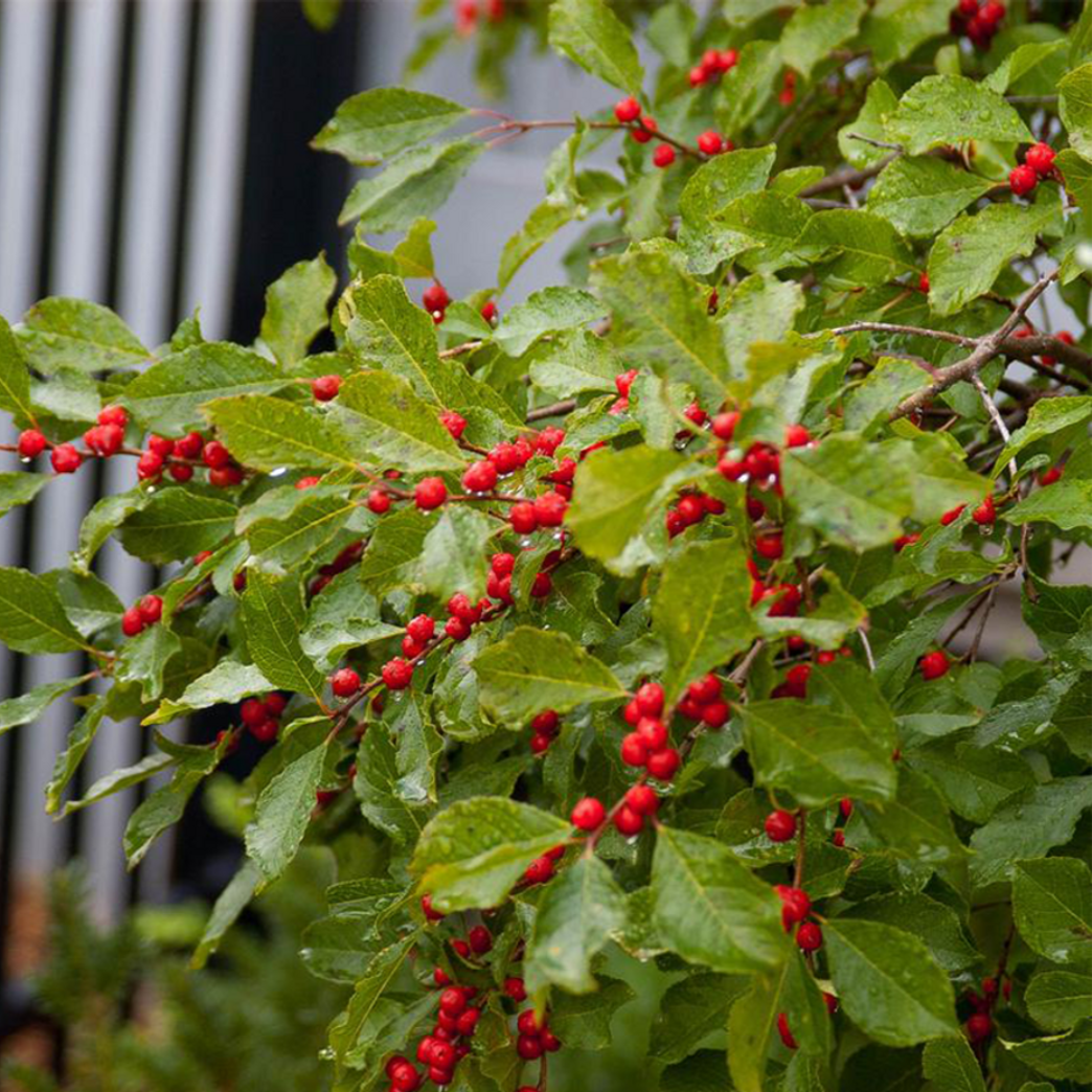 Apollo Winterberry Holly