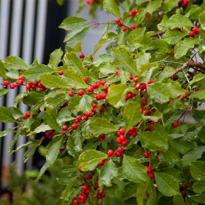 Apollo Winterberry Holly