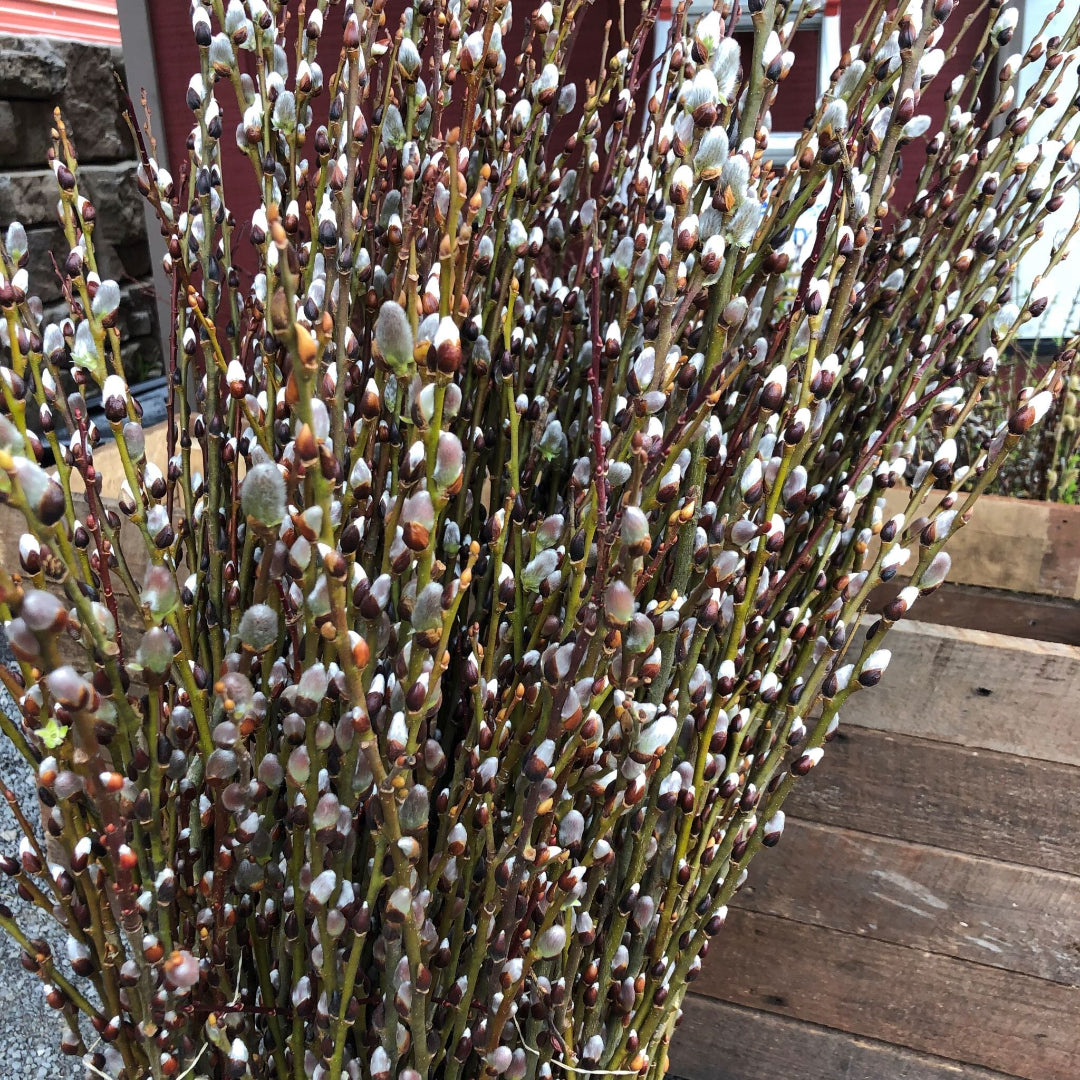 French Pussy Willow