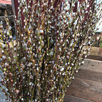 French PussyWillow Plant